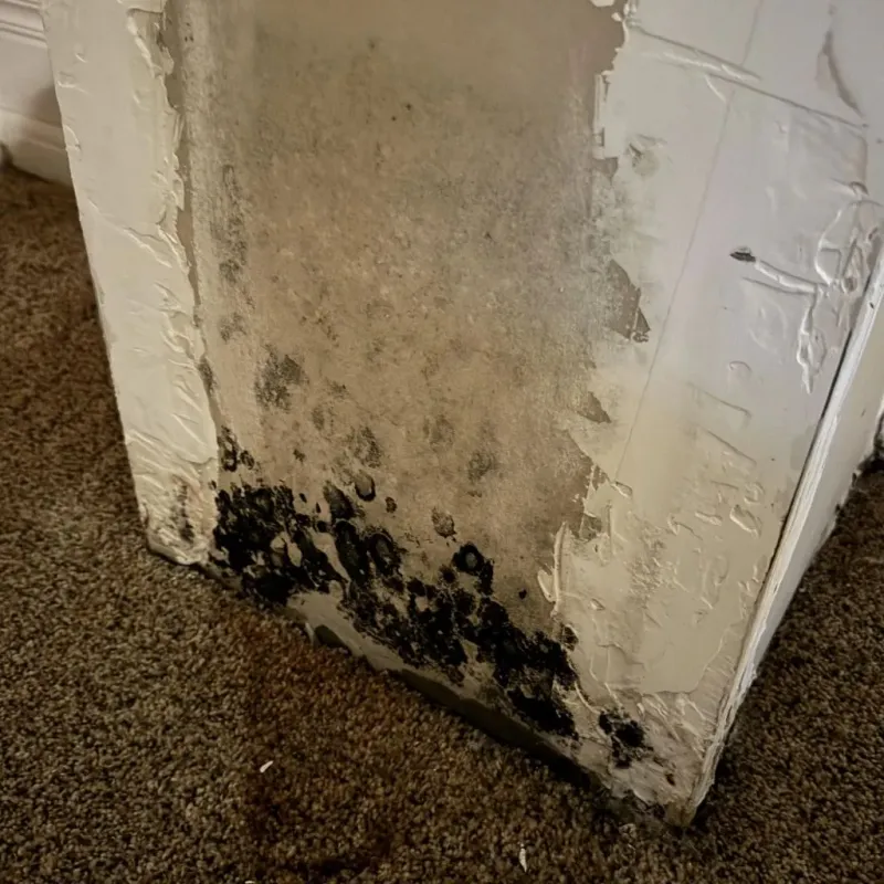 Professional Mold Removal in Benton Harbor, MI